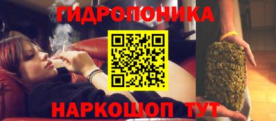 крисы Кингисепп